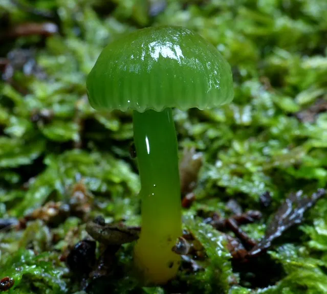 Gliophorus viridis ~ Green Jewels Of The Forest
