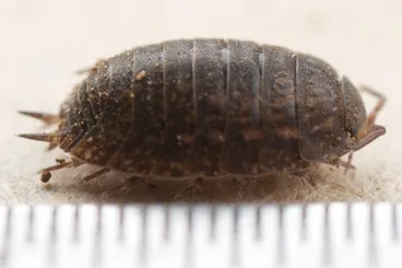 Image: Phalloniscus