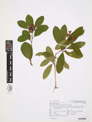 Pittosporum umbellatum