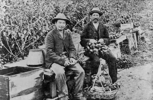 Market gardeners, 1888