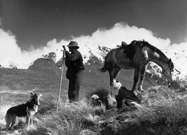 Image: Sheep musterer with horse, dogs, and snow on mountains behind; location unidentified