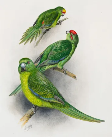 Image: Yellow-crowned Parakeet(Kakariki)(above) / Red-crowned Parakeet (Kakariki) (centre) / Antipodes Island Parakeet.