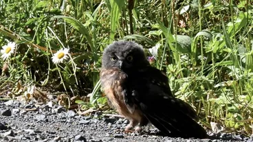 Image: Ruru (Morepork)