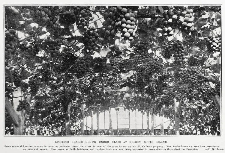 Luscious grapes grown under glass at Nelson, South Island
