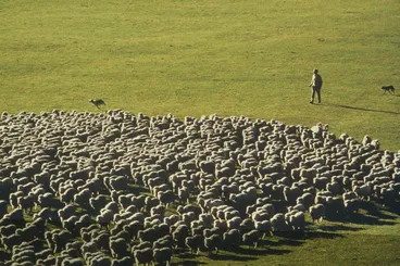 Image: Minarets sheep station, New Zealand