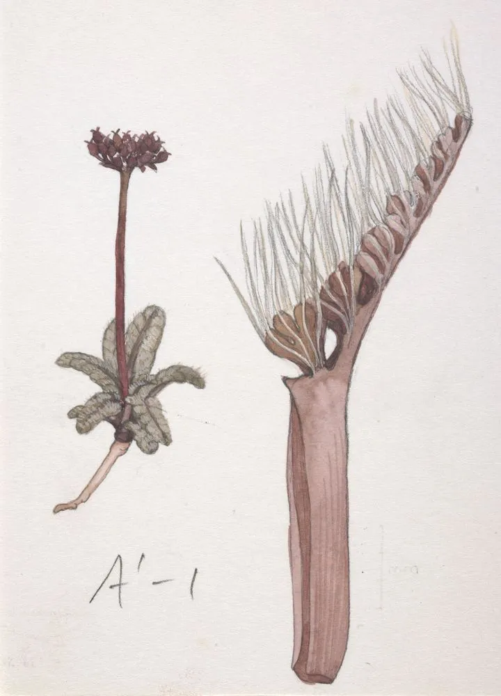 Watercolour illustration of Anisotome lanuginosa published in "New Zealand Alpine Plants"
