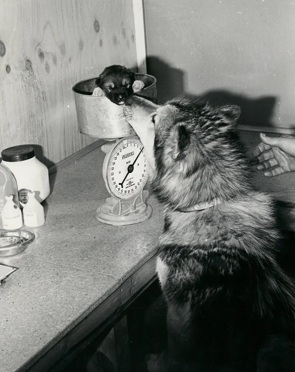 Betty (Mum) watches as pup Nugis is weighed