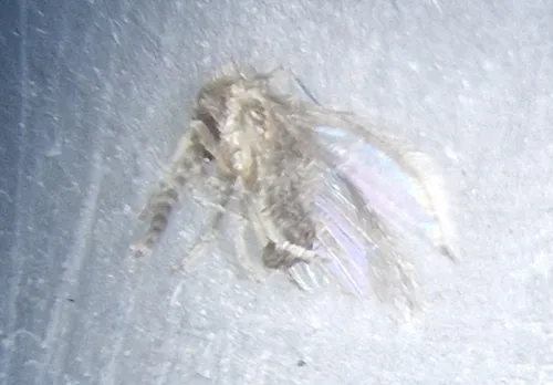 Moth Flies and Sand Flies