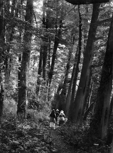 Image: Beech trees on the Milford Track