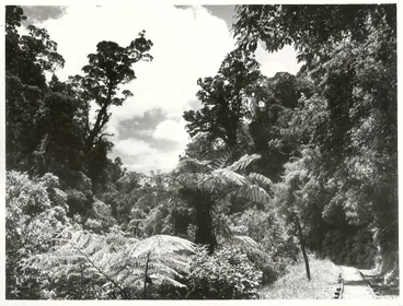 Image: Orongorongo River