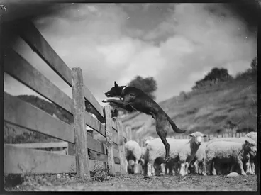 Image: Dog hurdling rails, Mangamahu
