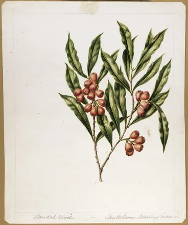Image: Featon, Sarah Ann (Porter), 1848-1927 :Sandal wood. Santalum Cunninghamii. [ca 1890]