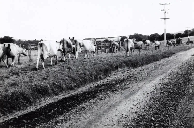 Hungry cattle, Whitford, 1970