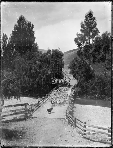 Image: Sheep crossing a bridge, Huiarua Station, Gisborne district