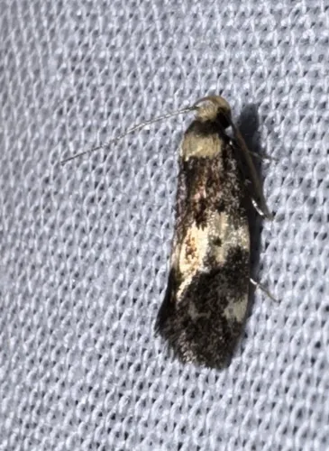 Sphyrelata amotella