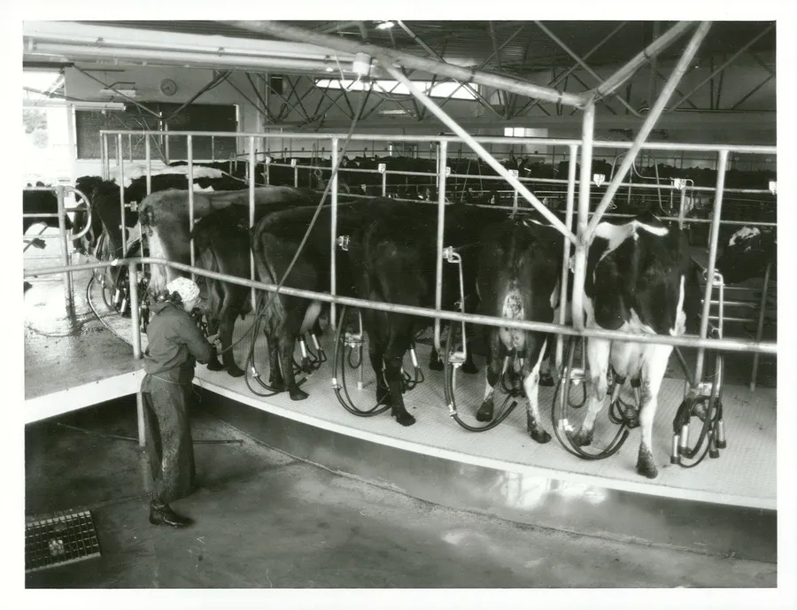 Agriculture - Dairy Cattle - Milking