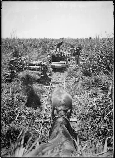 Image: Loading cut flax in Makerua