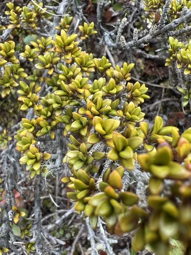 Coprosma fowerakeri
