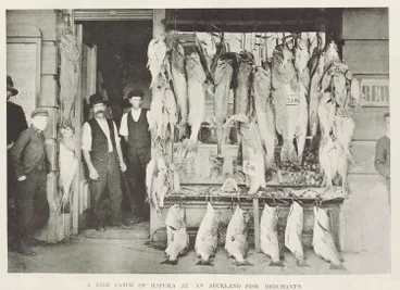 Image: A fine catch of Hapuka at an Auckland fish merchant's