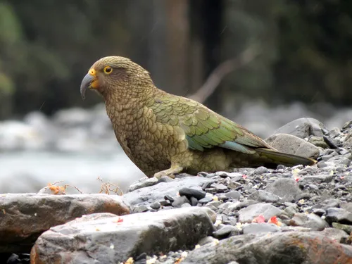 Kea