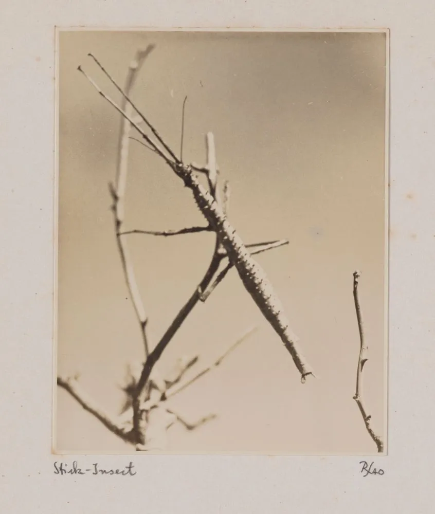 Stick insect. From the portfolio: Untitled (insects)