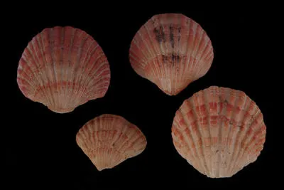 Coptothyris grayi