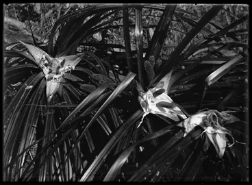 Image: Nature Studies - 1929