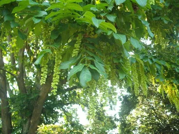 Image: Ptérocaryer du Caucase