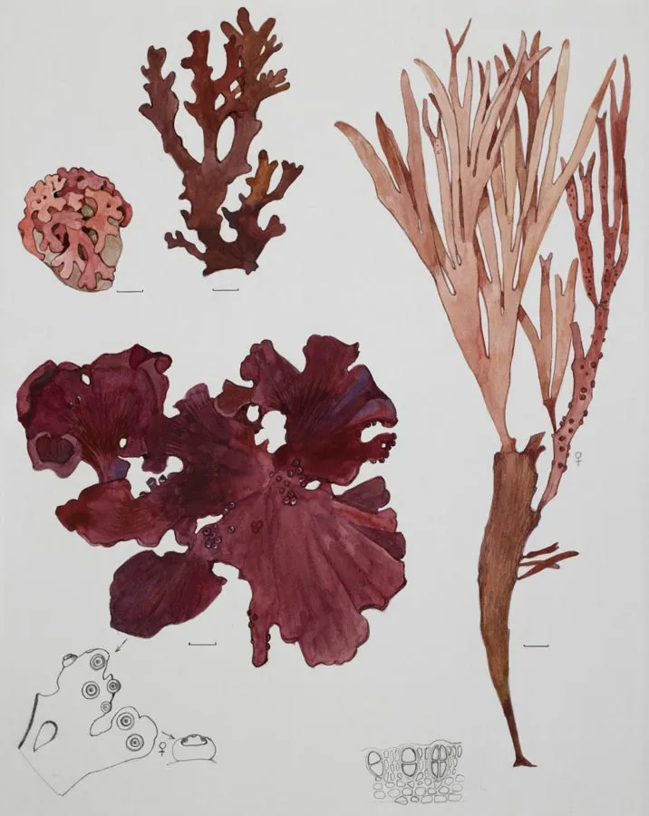 Red seaweeds