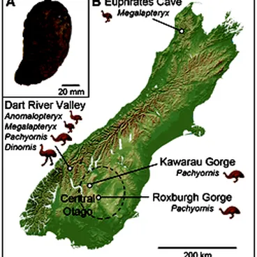 Image: Location and taxonomic representation of moa coprolite study sites.