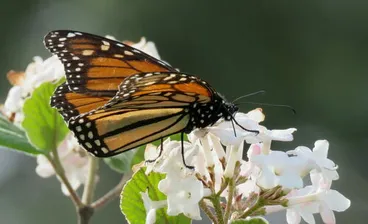 Image: Monarch