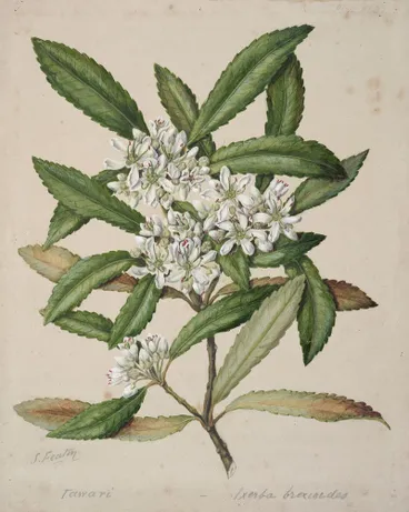 Image: Ixerba brexioides: Tawari