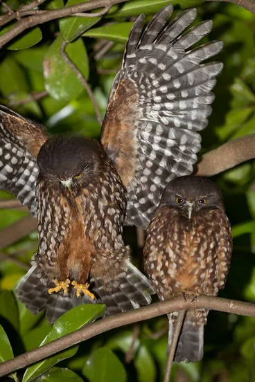 Image: Morepork/Ruru (Ninox novaeseelandia)