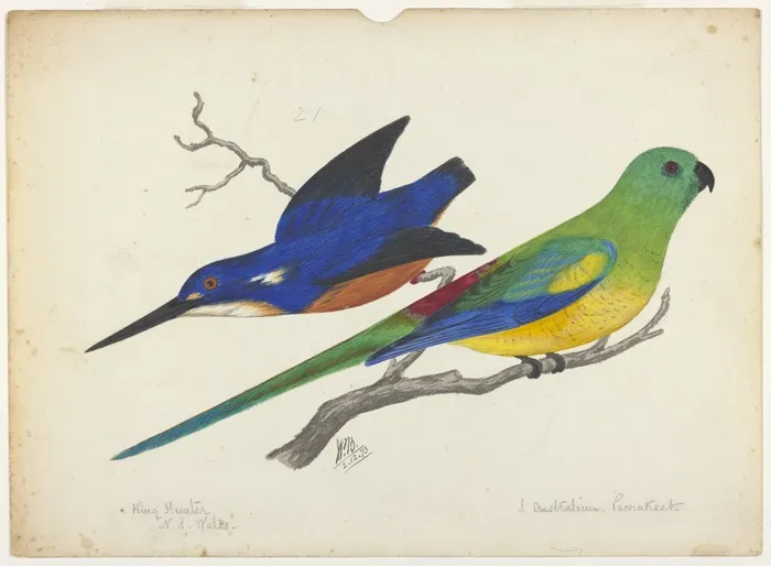 Backhouse, John Philemon, 1845-1908 :King Hunter, N S Wales & S Australian Parrakeet. 2/12 [18]73.