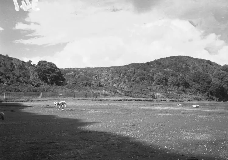 Kaitarakihi beach, between Cornwallis and Huia.