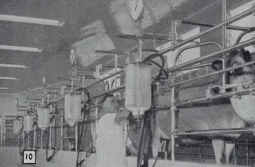 Image: Milking time, Totara Park, Manurewa, 1952