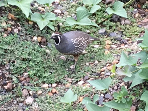 Coastal California Quail