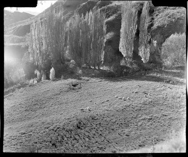 Image: Arthurs Point during autumn, Queenstown, including sheep