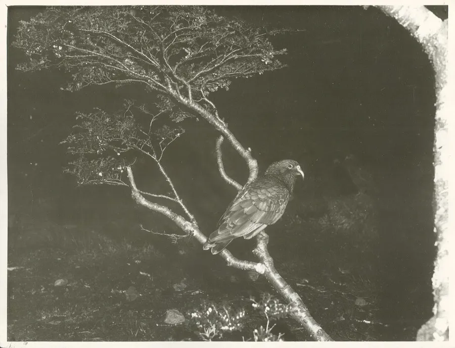 Kea (Nestor notabilis)