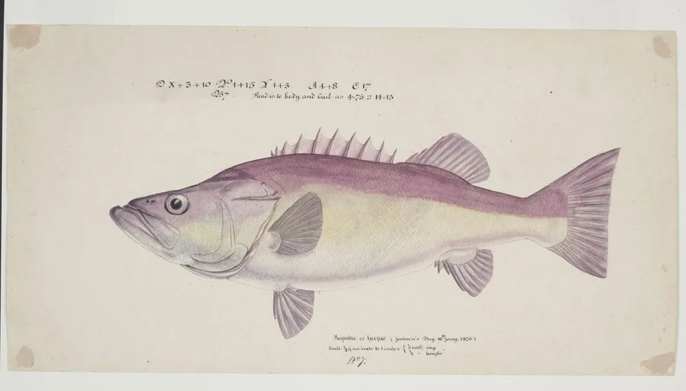 Polyprion oxygeneios (Hapuka or Groper)