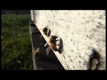 Image: Plants and trees to help the bees