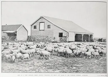 Image: Life On A New Zealand Sheep Station
