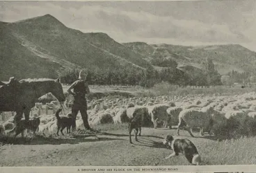 Image: A drover and his flock on the Moawhango Road
