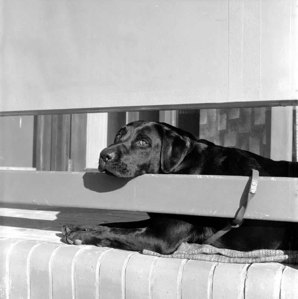Unidentified black Labrador retriever; Revelle Jackson's?