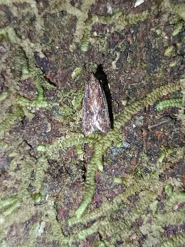 Cadmogenes literata