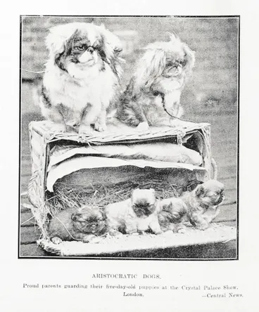 Image: Aristocratic Dogs