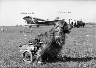 Image: Crippled dog (PB0221/8)