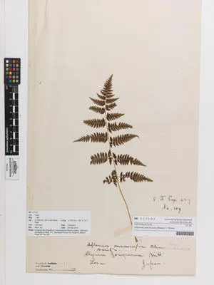 Athyrium puncticaule