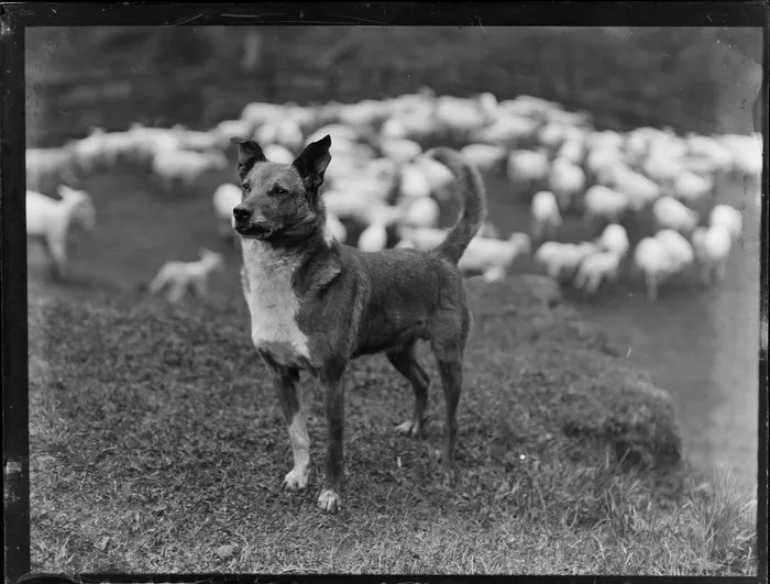 Sheep dog