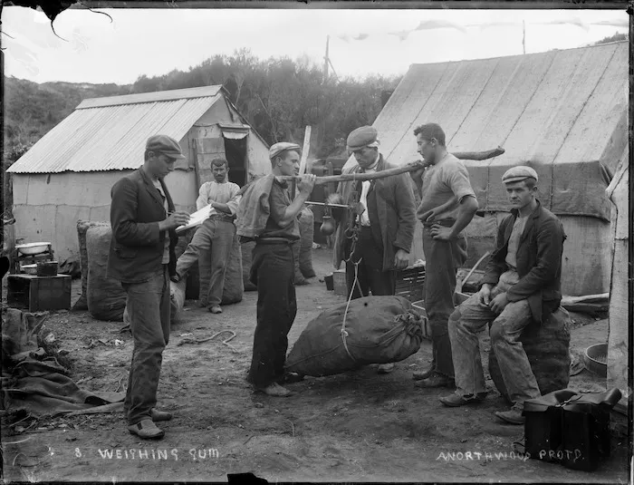 Gum diggers weighing sacks of Kauri gum